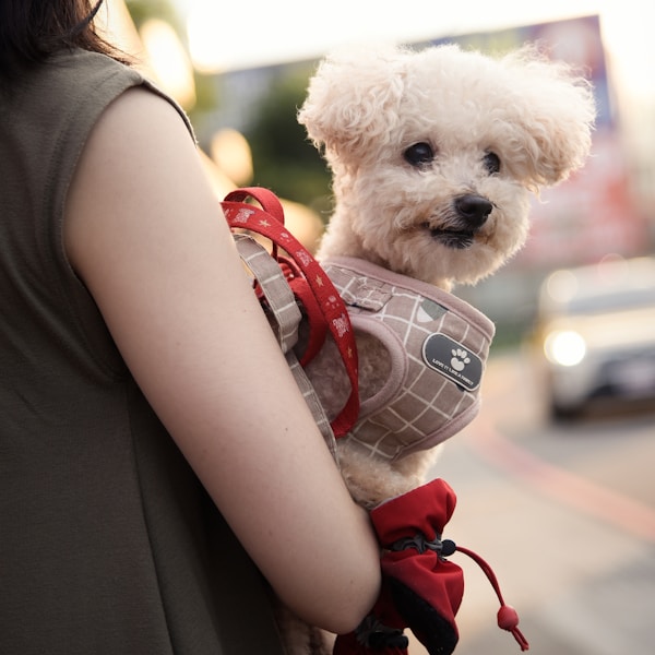 Compassionate care at Dog Camp