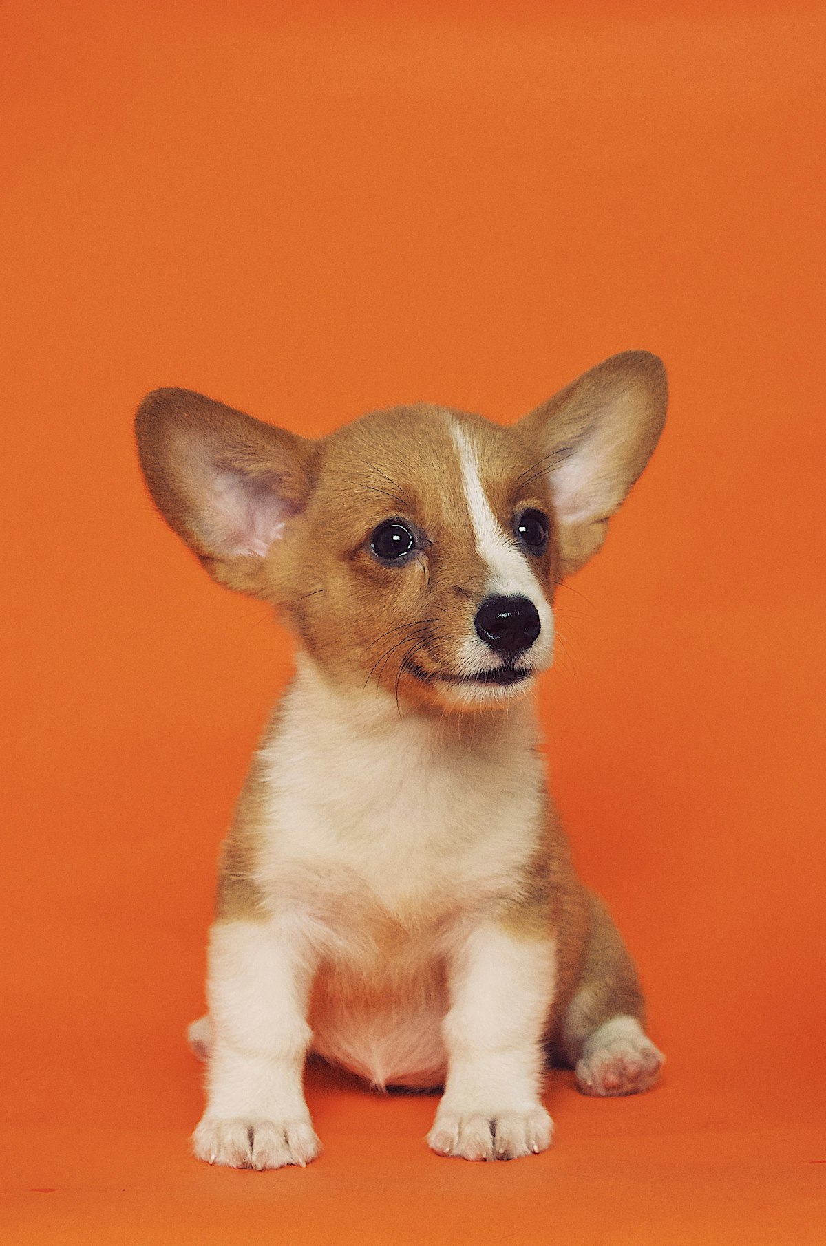 5 Tips for First-Time Dog Adopters